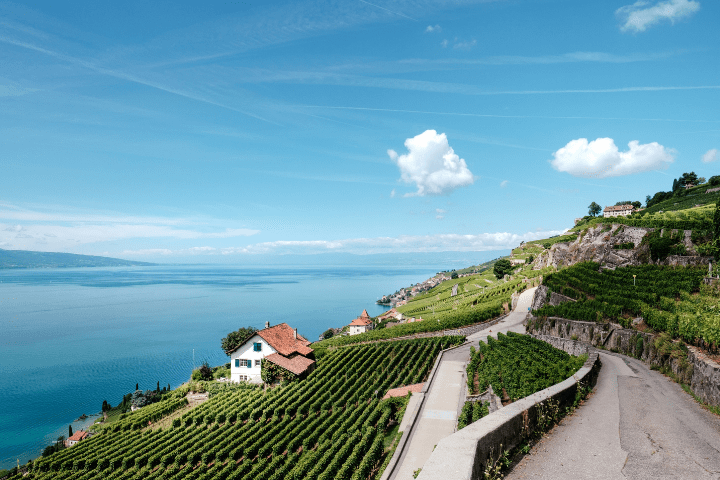 Terraced vineyards Lavaux Switzerland