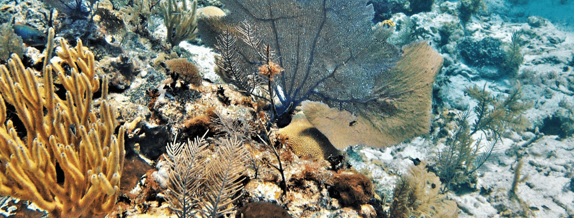 Coral Reef Belize